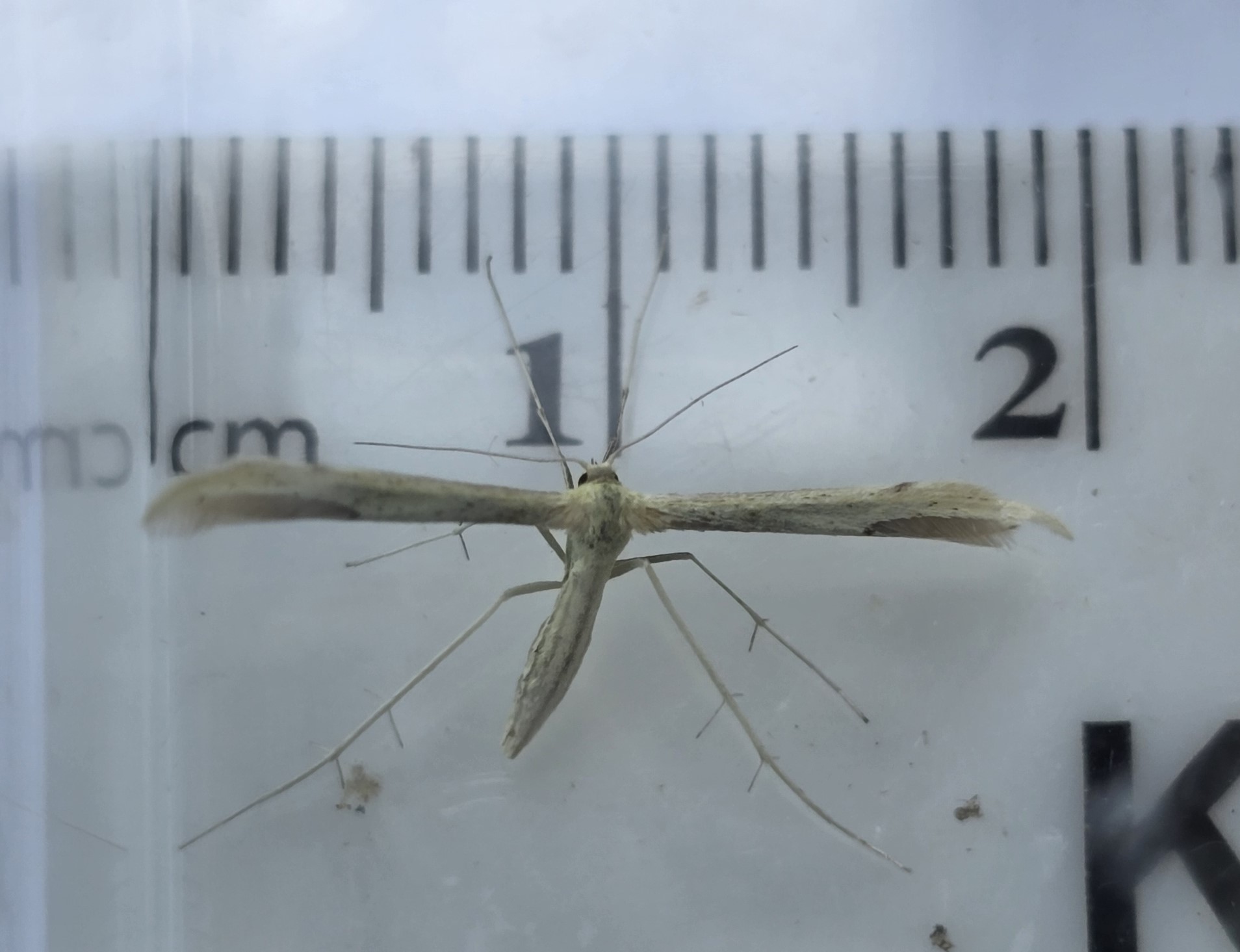 Photo of Citron Plume (Hellinsia carphodactyla)